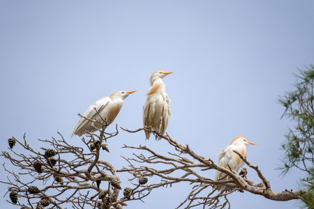 A graceful Cattle Egrets (Bubulcus ibis) perched on the branch of a treeの写真素材