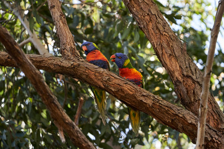 A close-up shot of colorful and famous parrots on the branch at Monash Universityの写真素材
