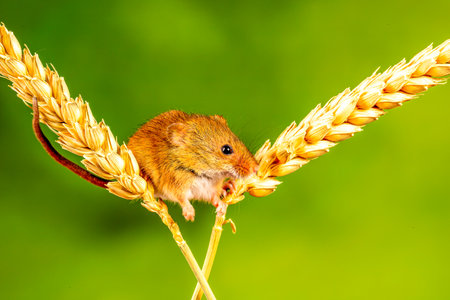 A closeup of the Eurasian harvest mouse.の写真素材