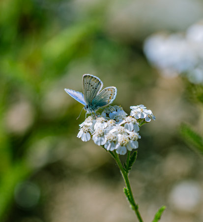 A vertical shot of a pastel blue butterfly sitting on a flower.の写真素材