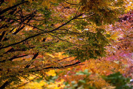 A beautiful shot of colorful autumn trees in a park