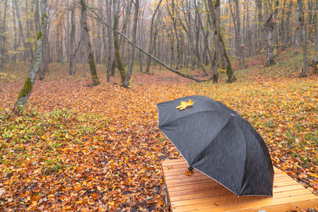 A yellow autumn leaf on a black umbrellaの写真素材