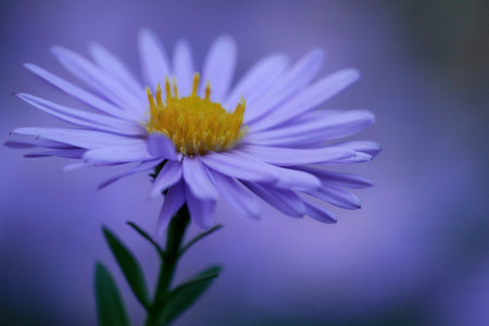 A selective focus shot of aster flower in the gardenの写真素材