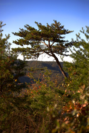 A vertical shot of a mountainous landscape with trees and plants