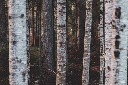 A closeup of thin tree birches in a dense forestの写真素材