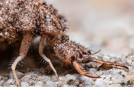 A closeup shot of a bug in a forest during the dayの写真素材