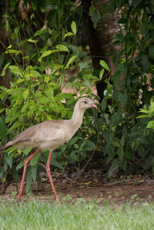 A vertical shot of the beautiful Cariama cristata bird in the forest amid dense greeneryの写真素材