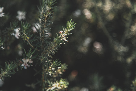 A closeup of a pine tree branch with white flowers on a blurred backgroundの写真素材