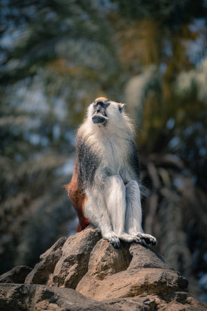 A selective of a Patas monkey (Erythrocebus patas) in a parkの写真素材