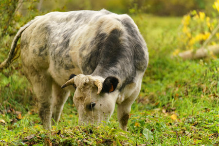 A close up of a cow grazing, eating, hiking outside in the garden on an autumn dayの写真素材
