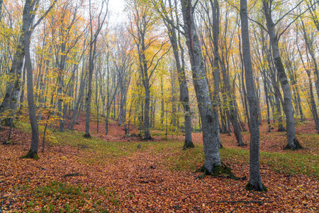 A mysterious autumn wet forestの写真素材