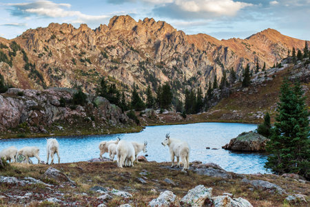 A family of mountain goats near a lake at daylightの写真素材
