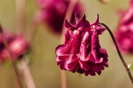 A closeup of pink flowers. Selected focus.の写真素材