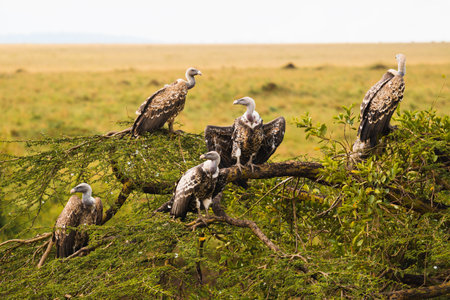 A scenery of African vulture eagles perched on branches in Kenyaの写真素材