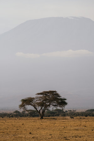 A vertical shot of a sunny landscape with animals in Kenyaの写真素材