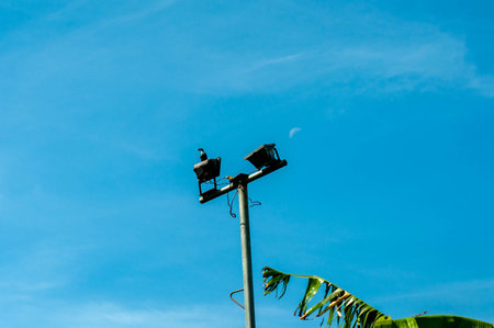 A low angle shot of a bird perched on a street light