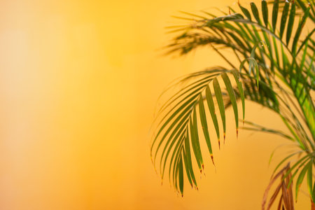 A selective of palm tree branches in a room near the wallの写真素材
