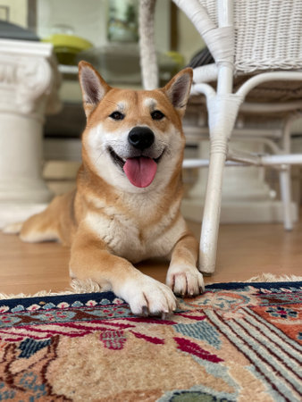 A vertical closeup of a cute happy Corgi laying on the floor in the houseの写真素材