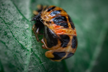 A closeup shot of a bug in a forest during the day
