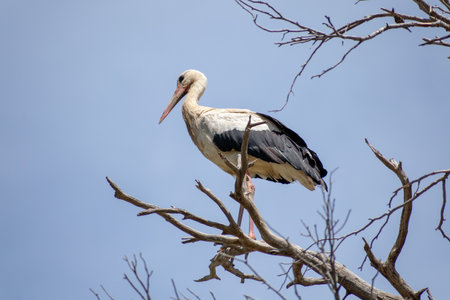 A graceful White Stock (Ciconia Ciconia) perched on the branch of a treeの写真素材