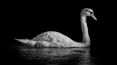 A grayscale of the beautiful swan peacefully swimming in the lake with their reflection in itの写真素材