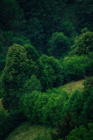 A vertical shot of trees in a forest in Romaniaの写真素材