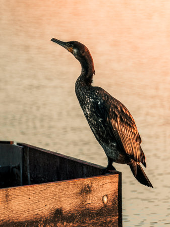 A vertical shot of a starling perched on a wooden surface near a lake at sunsetの写真素材