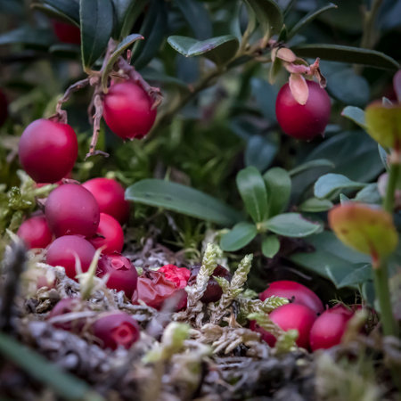A close-up shot of a lingonberry bush growing in the forest in Swedenの写真素材