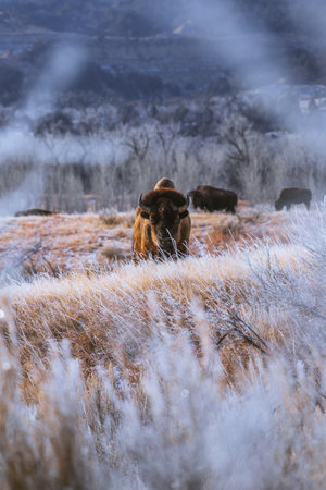 A group of bisons grazing and running on a meadow in Theodore Roosevelt National Park, North Dakotaの写真素材