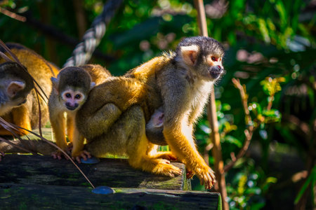 A closeup shot of monkeys in a zoo on a blurred backgroundの写真素材