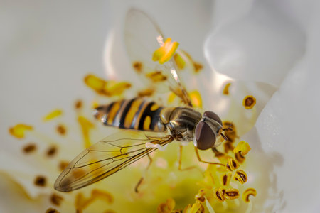 A closeup of a cute black and yellow flying insect collecting pollen from a flowerの写真素材