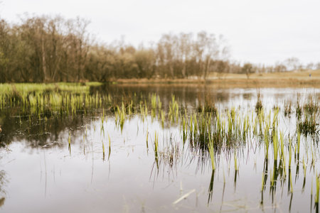 A vertical shot of the wetland, reed growing in water. Burgh-Haamstede, Zeeland, the Netherlands.の写真素材