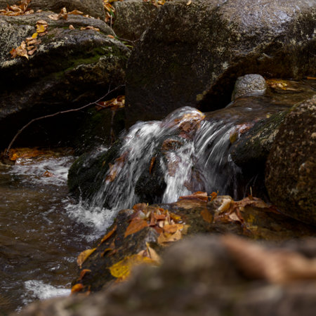 A beautiful shot of a water stream with rocks in a forestの写真素材