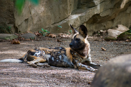 A closeup of the African wild dog in the zoo.の写真素材