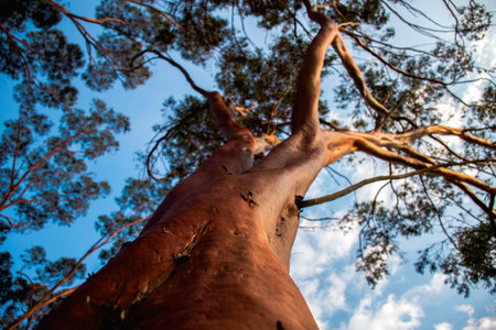 A low angle shot of an exotic tree with a thick trunkの写真素材