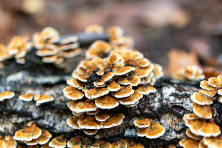A closeup of Xanthoporia radiata. Selected focus.