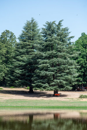 A Vertical shot of Blue Atlas cedar tree (Cedrus Atlantica) in its natural habitat