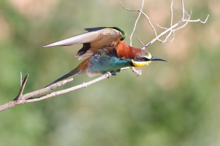 A selective focus shot of multicolored bee-eaters perched on a branchの写真素材