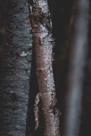 A vertical selective focus of thin tree birches in the forest on a blurry backgroundの写真素材