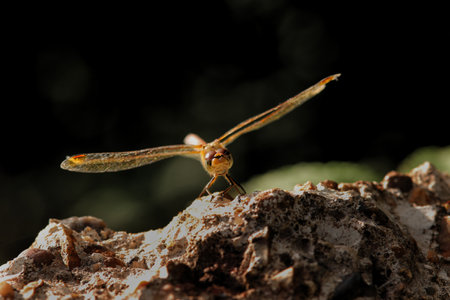 A closeup of a flying insect spreading its wings while landing on a rock with a blurry backgroundの写真素材
