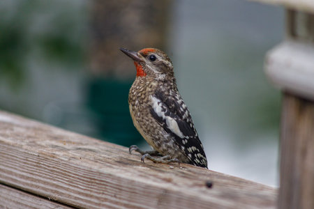 A closeup of a Yellow-bellied sapsucker perched on a wooden fence in a fieldの写真素材