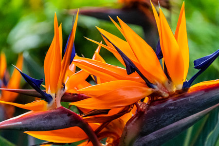 A closeup shot of bird of paradise flowerの写真素材