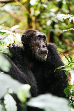 A vertical shot of a chimpanzee in the jungleの写真素材