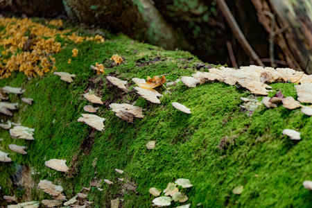 A grassy surface covered in Trichaptum mushrooms at the Norman Bird Sanctuary in Middletown, RI, USAの写真素材