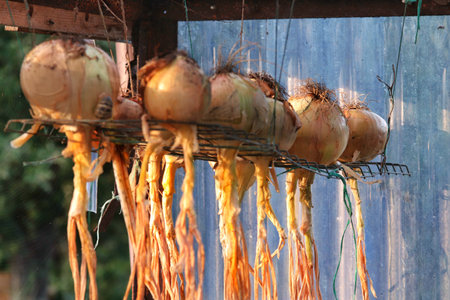 A closeup of onions hanging from a metal rod on the ceiling and sproの写真素材