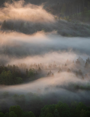 The sun rays falling on growing vegetation in a forestの写真素材