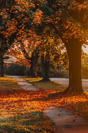 A line of trees in the fall colors