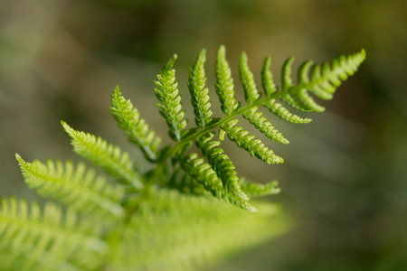 A closeup shot of details on a green fern branch