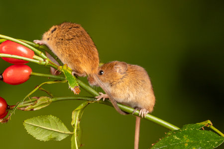 A brown harvest mice on rosehip branchの写真素材