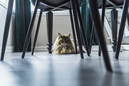 A lonely angry maine coon cat laying under the chairs.の写真素材
